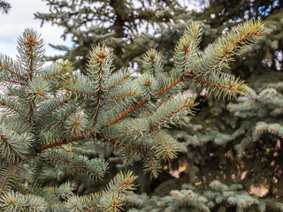 Ovaries of vernal growing cones on a Colorado blue spruce branches. The fir-needle at the background. Close-up.