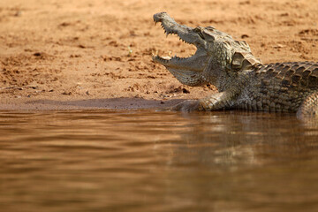 crocodile du nil - Nile crocodile