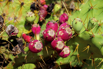 Dillenius-Prickly Pear (Opuntia dillenii or Opuntia stricta) Bearing Fruit, edible cacti - obrazy, fototapety, plakaty