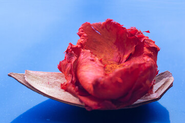 Abstract boat. A bud of an open dry rose on a shell on a blue background. . A concept for...