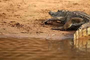 crocodile du nil - Nile crocodile