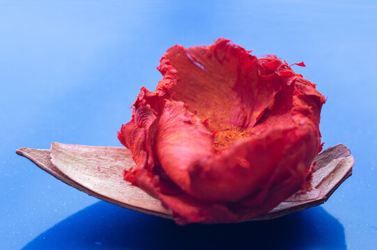 Abstract boat. A bud of an open dry rose on a shell on a blue background. . A concept for postcards, wallpaper, advertising, and creativity. Thumbelina Flower