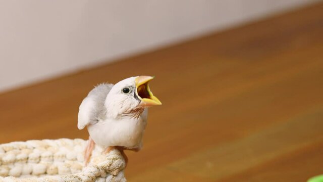 白文鳥のヒナへのエサやり