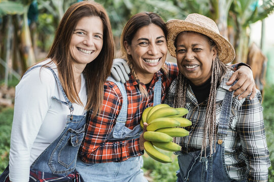 Multiracial senior women working at platanera farm while holding a banana bunch - Main focus on center woman face