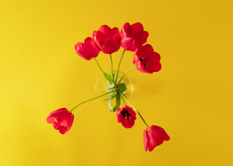fresh red tulips whith green leaves in the vase on sunny bright yellow background. aesthetic art. minimal summer background. abstract art.