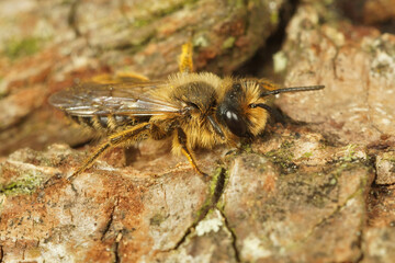 Closeup on a male yellow legged mining bee, Andrena flavipes on wood