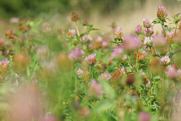 An aggregation of flowers of red clover, Trifolium pratense , in the field
