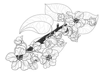 Spring branch blooms. Contour drawing of flowers and leaves of apple, sakura or almond.  Isolated white background.