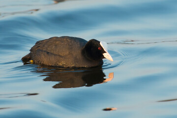 Common Coot (Fulica atra) adult swimming in water of a lake
