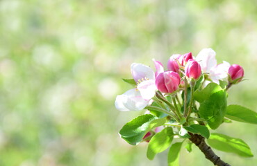 Apfelbaum Blüten in rosa und weiß - Obstwiesen in Südtirol im Frühling - Blütezeit in Lana bei Meran