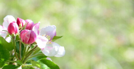 Apfelbaum Blüten in rosa und weiß - Obstwiesen in Südtirol im Frühling - Blütezeit in Lana bei Meran