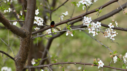 Bee, bumblebee, white flowers, spring,  flowers, spring, tree