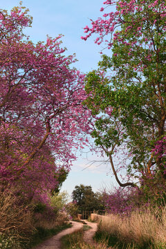 Cercis Siliquastrum tree in bloom during spring season. A little path surrounded by cercis siliquastrum trees in bloom. Pink flowers in spring