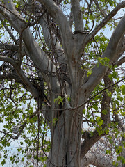 Fototapeta premium tree in the park