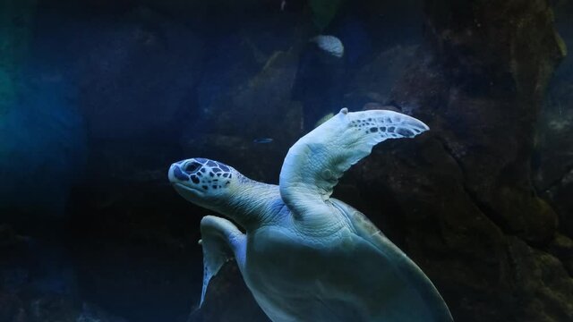 Green Sea Turtle in the town Oceanarium.