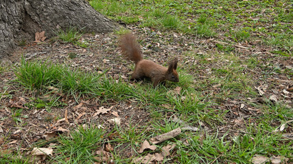 Squirrel, our husband,tree, park, ore, 