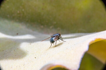 Common house fly in habitable environments Located in an open space open 