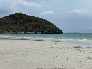 beach with trees