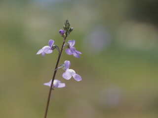 Fototapeta premium 春の野に咲くマツバウンラン