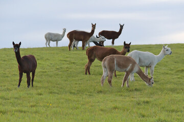 Naklejka na ściany i meble A herd of grazing llamas 