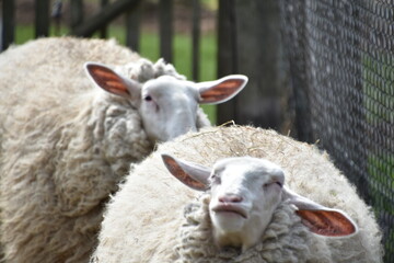 sheep and lamb