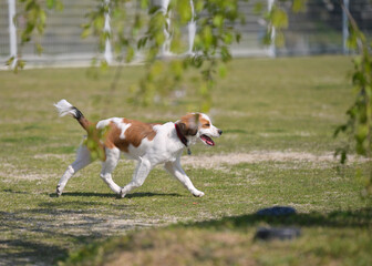Happy young purebred dog kooiker walking on the grass with his tongue out. Tree branches and green leaves in the foreground.