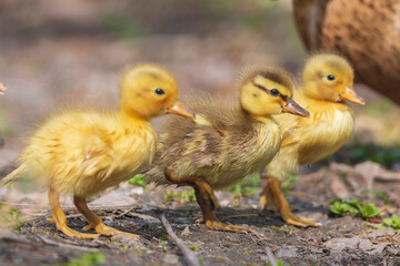Mallard duckling - Anas platyrhynchos