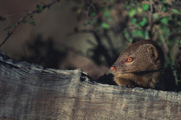 The head of a Slender Mongoose peeking over a fallen tree, Kruger National Park. 