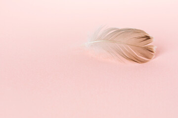 Delicate fluffy bird feather on a light pink background. The concept of lightness, airiness and softness. Copy space