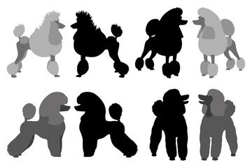 Poodle with different haircuts. Flat design and silhouette. Vector illustration on white background.