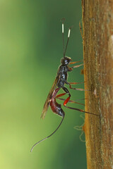 A female parasitic ichneumonid wasp lays its eggs by pushing her sting into  a caterpillar that is hidden in a dry stem of a plant
