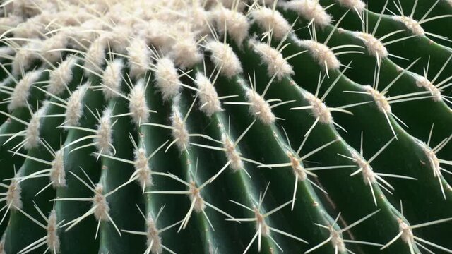 Cactus close-up. Cactus flower thorns and tropical succulent plant surface rotate