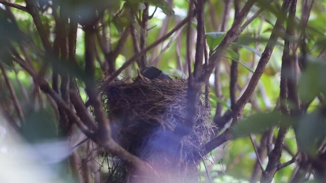 Sing throttle prepares her nest for breeding