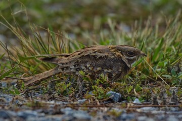 Indian Nightjar Much smaller The white stripes on the wings and tail are slightly smaller. The...