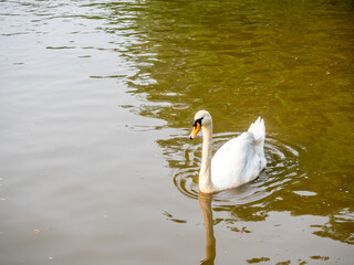 White swan swim in lake at park