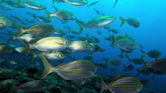 Mediterranean Sea gold banded fishes shoal 