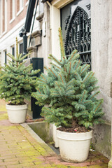 colourful spring flowers 