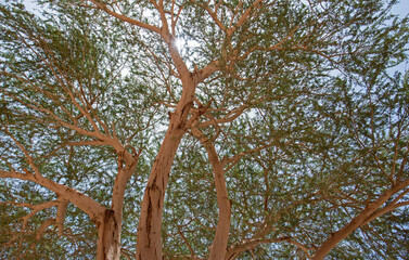 View through foliage of desert acacia tree