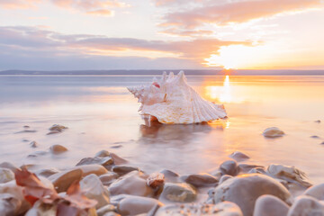 Fototapety  conch sea shell laying at the beach at sunset