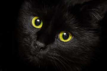 Yellow-green eyes of a black cat animal, close up
