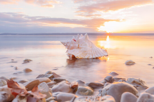 conch sea shell laying at the beach at sunset