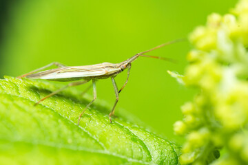 Stenodema laevigata forest bug on a green hydrangea leaf. Macro photo