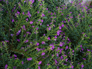 Purple flowers