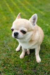 The dog is waiting for the owner on the street. Smooth Chihuahua dog for a walk. Fawn Chihuahua on green grass. The dog is sitting on the lawn. 