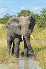 Fototapeta premium Beautiful African Elephant bull drinking from a small waterhole in the green landscape of Kruger National Park. 