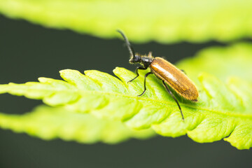 Macro photo. Beetle lagria hirta on fern leaves. 