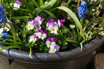 purple hyacinth flowers and daffodils