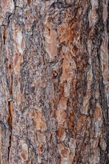 Close up texture of brown cracked bark of white pine in the forest, coniferous pine tree Scots pine, Pinus sylvestris. Abstract natural background, wooden pattern with worm beige orange reddish color.