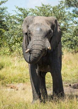 African Elephant bull scratching his ear, Kruger National Park. 