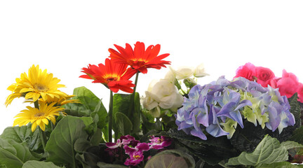 Many beautiful colorful flowers on white background